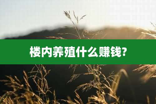 楼内养殖什么赚钱?