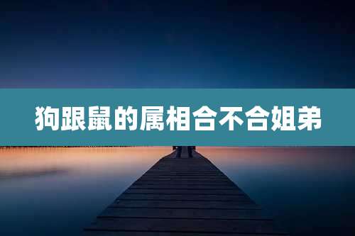 狗跟鼠的属相合不合姐弟