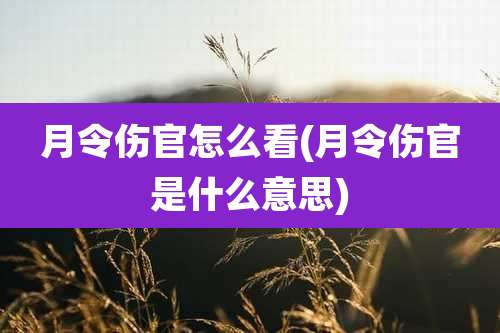 月令伤官怎么看(月令伤官是什么意思)
