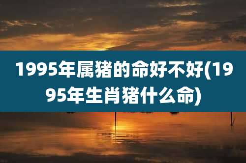 1995年属猪的命好不好(1995年生肖猪什么命)