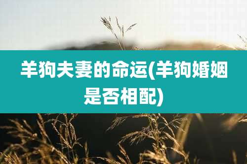 羊狗夫妻的命运(羊狗婚姻是否相配)