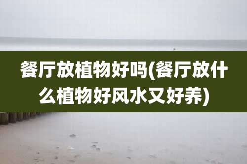 餐厅放植物好吗(餐厅放什么植物好风水又好养)