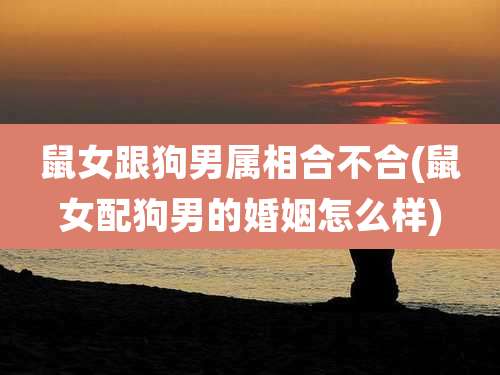 鼠女跟狗男属相合不合(鼠女配狗男的婚姻怎么样)