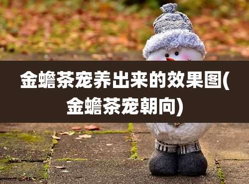 金蟾茶宠养出来的效果图(金蟾茶宠朝向)