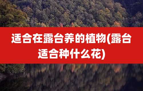 适合在露台养的植物(露台适合种什么花)