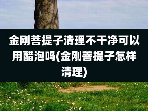 金刚菩提子清理不干净可以用醋泡吗(金刚菩提子怎样清理)
