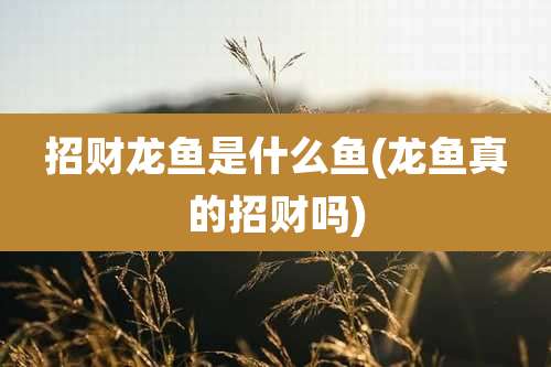 招财龙鱼是什么鱼(龙鱼真的招财吗)