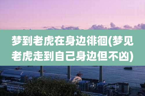 梦到老虎在身边徘徊(梦见老虎走到自己身边但不凶)