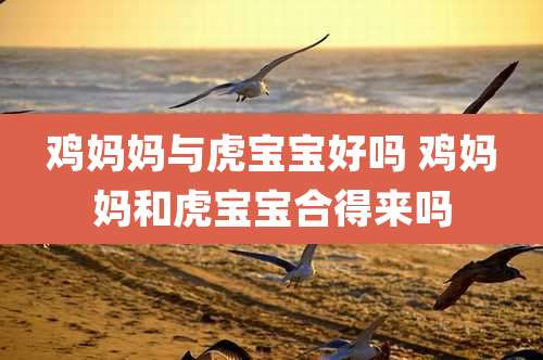 鸡妈妈与虎宝宝好吗 鸡妈妈和虎宝宝合得来吗