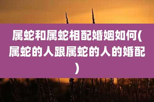 属蛇和属蛇相配婚姻如何(属蛇的人跟属蛇的人的婚配)