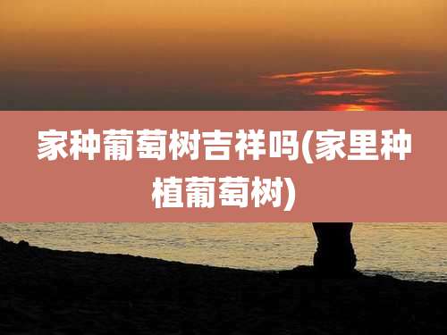 家种葡萄树吉祥吗(家里种植葡萄树)