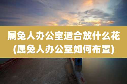 属兔人办公室适合放什么花(属兔人办公室如何布置)