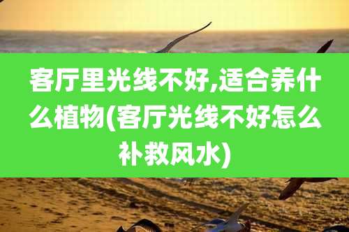 客厅里光线不好,适合养什么植物(客厅光线不好怎么补救风水)