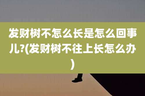 发财树不怎么长是怎么回事儿?(发财树不往上长怎么办)
