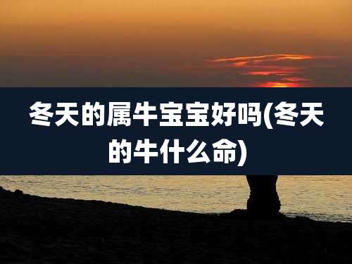 冬天的属牛宝宝好吗(冬天的牛什么命)