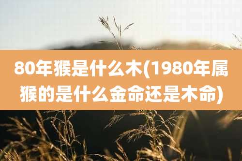80年猴是什么木(1980年属猴的是什么金命还是木命)