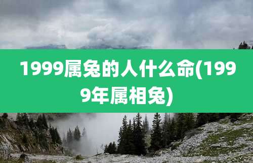 1999属兔的人什么命(1999年属相兔)