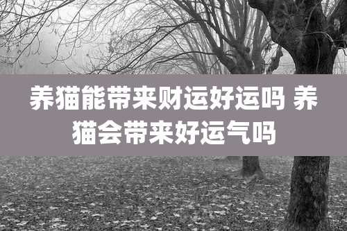 养猫能带来财运好运吗 养猫会带来好运气吗