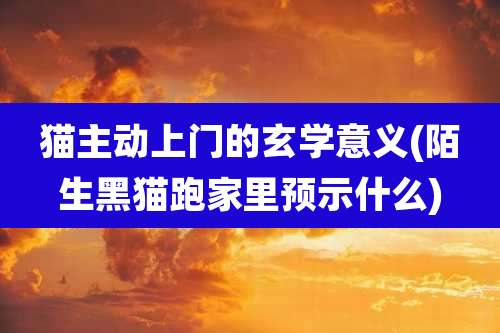猫主动上门的玄学意义(陌生黑猫跑家里预示什么)