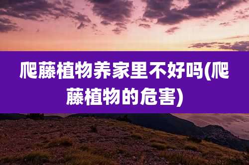 爬藤植物养家里不好吗(爬藤植物的危害)