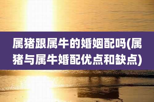 属猪跟属牛的婚姻配吗(属猪与属牛婚配优点和缺点)