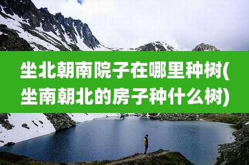 坐北朝南院子在哪里种树(坐南朝北的房子种什么树)