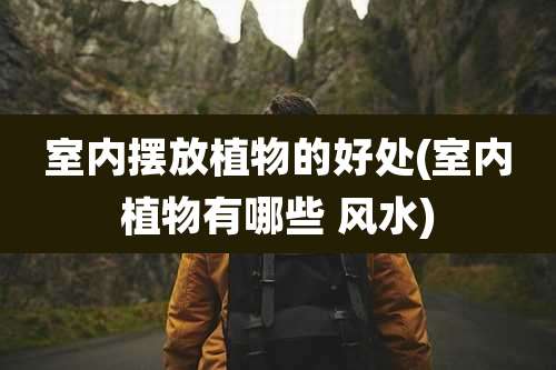 室内摆放植物的好处(室内植物有哪些 风水)