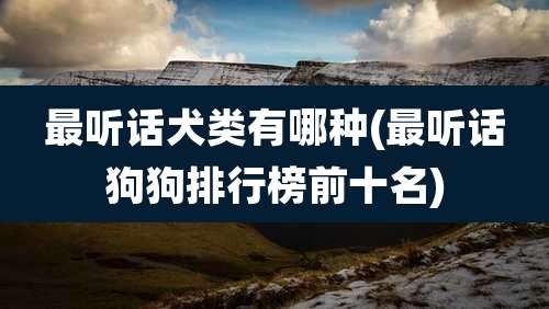 最听话犬类有哪种(最听话狗狗排行榜前十名)