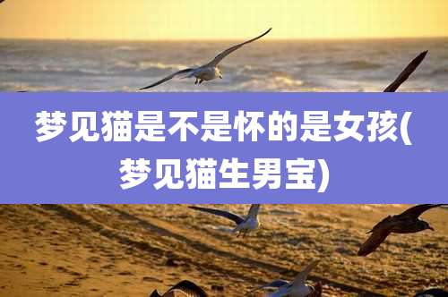 梦见猫是不是怀的是女孩(梦见猫生男宝)