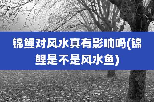 锦鲤对风水真有影响吗(锦鲤是不是风水鱼)