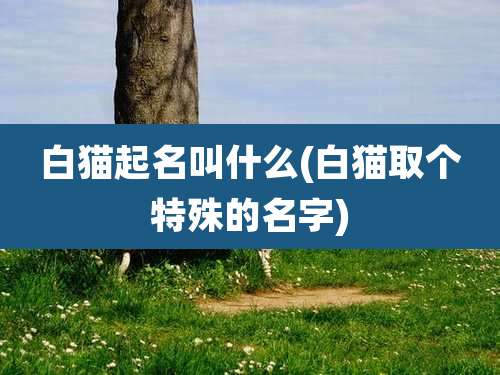 白猫起名叫什么(白猫取个特殊的名字)