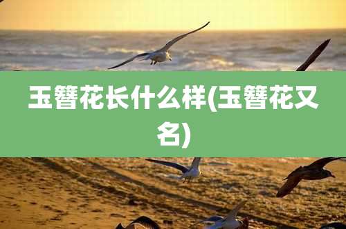 玉簪花长什么样(玉簪花又名)