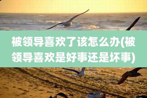 被领导喜欢了该怎么办(被领导喜欢是好事还是坏事)