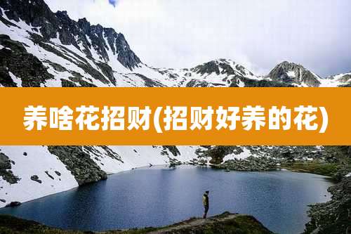 养啥花招财(招财好养的花)