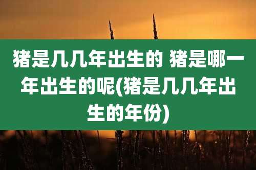 猪是几几年出生的 猪是哪一年出生的呢(猪是几几年出生的年份)