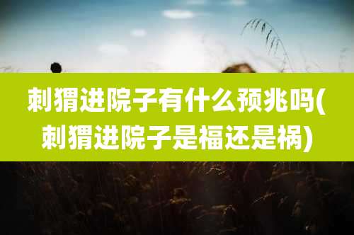 刺猬进院子有什么预兆吗(刺猬进院子是福还是祸)