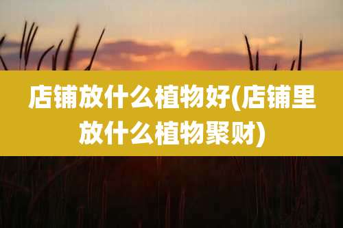 店铺放什么植物好(店铺里放什么植物聚财)