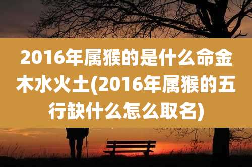 2016年属猴的是什么命金木水火土(2016年属猴的五行缺什么怎么取名)
