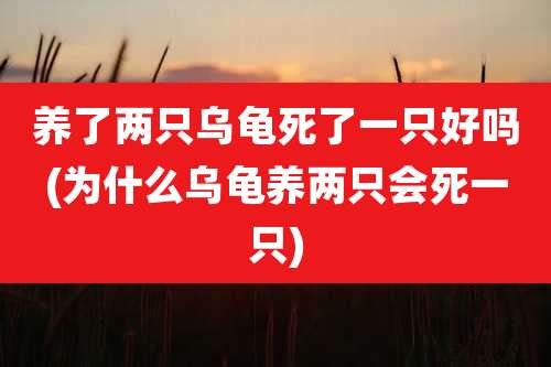 养了两只乌龟死了一只好吗(为什么乌龟养两只会死一只)