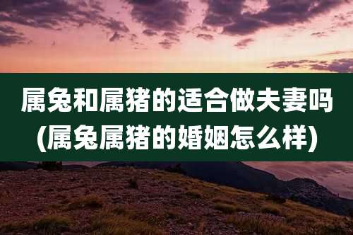 属兔和属猪的适合做夫妻吗(属兔属猪的婚姻怎么样)