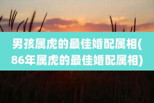 男孩属虎的最佳婚配属相(86年属虎的最佳婚配属相)