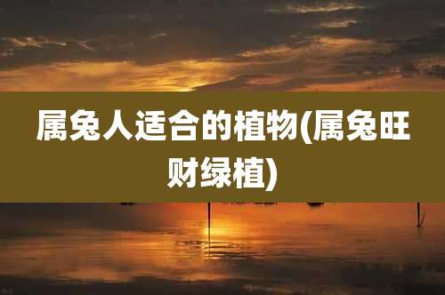 属兔人适合的植物(属兔旺财绿植)