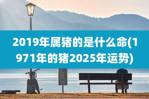 2019年属猪的是什么命(1971年的猪2025年运势)