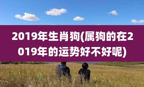 2019年生肖狗(属狗的在2019年的运势好不好呢)