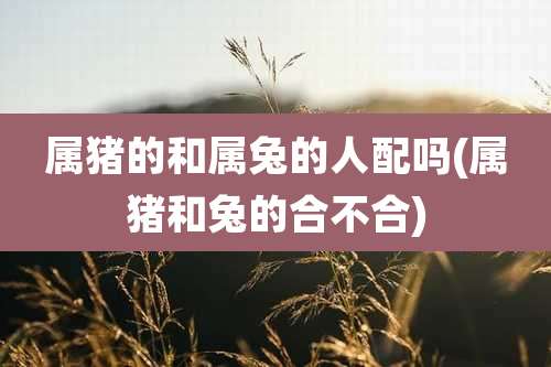 属猪的和属兔的人配吗(属猪和兔的合不合)