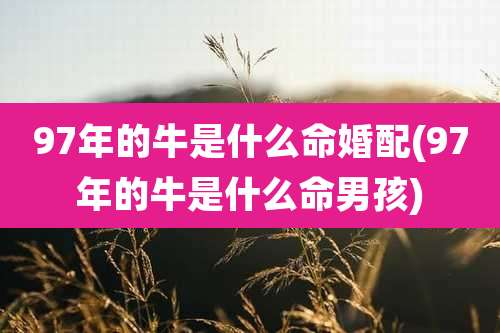 97年的牛是什么命婚配(97年的牛是什么命男孩)