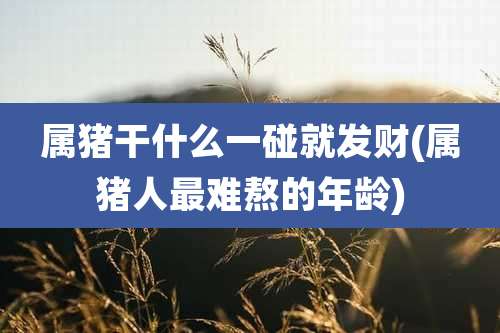 属猪干什么一碰就发财(属猪人最难熬的年龄)