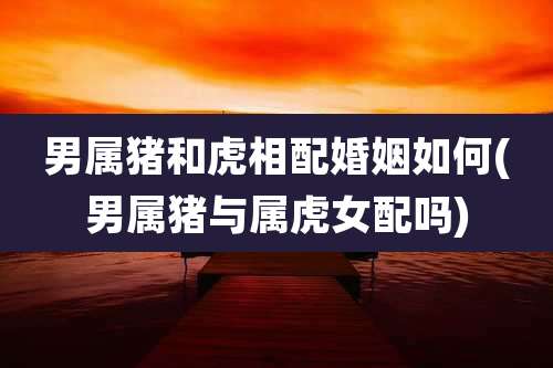 男属猪和虎相配婚姻如何(男属猪与属虎女配吗)