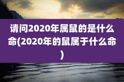 请问2020年属鼠的是什么命(2020年的鼠属于什么命)