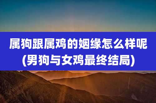 属狗跟属鸡的姻缘怎么样呢(男狗与女鸡最终结局)